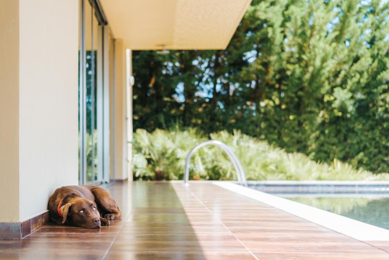 Ap Lago Montargil - Conference & Spa Экстерьер фото The photo shows a brown dog lying on a tiled patio beside a swimming pool. The patio is partially shaded by a modern building, and there are green trees visible in the background, indicating a pleasant outdoor setting. The dog appears relaxed and is 
